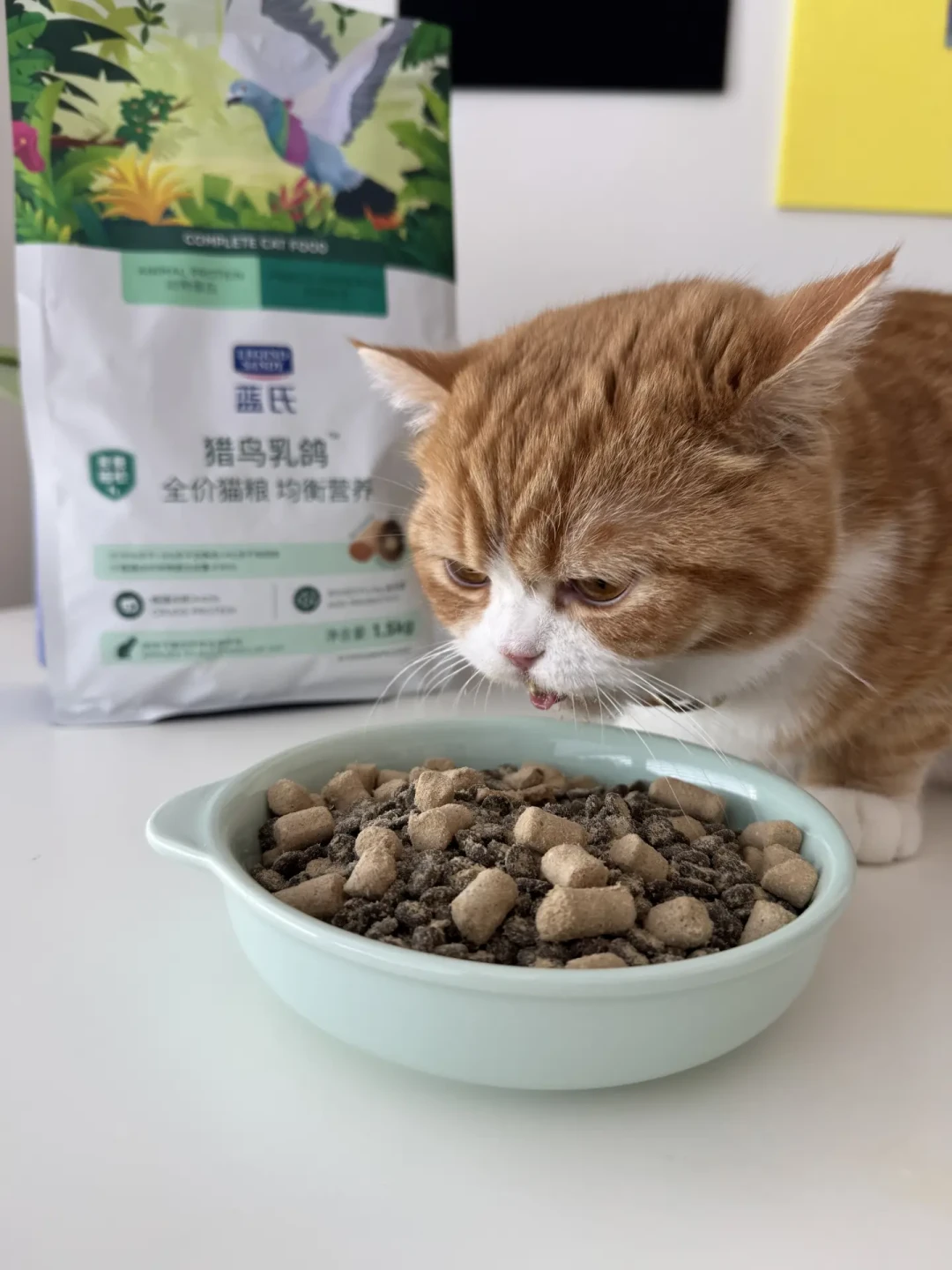 「猫粮瘫」事件发酵四十多天，维生素B1成了养猫人的新焦虑：哪些猫真要补、怎么补不交智商税