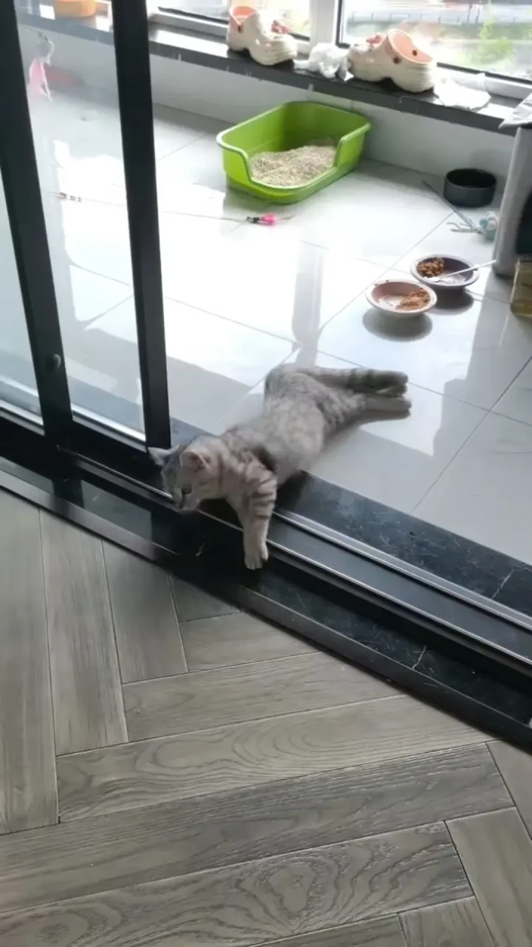 「猫粮瘫」事件发酵四十多天，维生素B1成了养猫人的新焦虑：哪些猫真要补、怎么补不交智商税