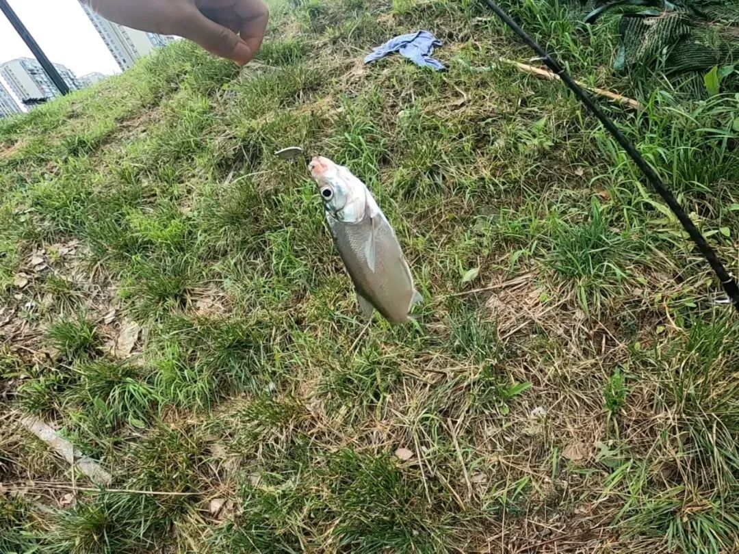 处暑这周末,微物路亚要
