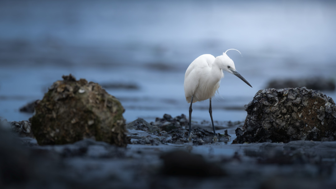 X-T6跳票，它却可能先发：XF400mm F4.5曝光，看懂富士5390到21400元的打鸟长焦梯队