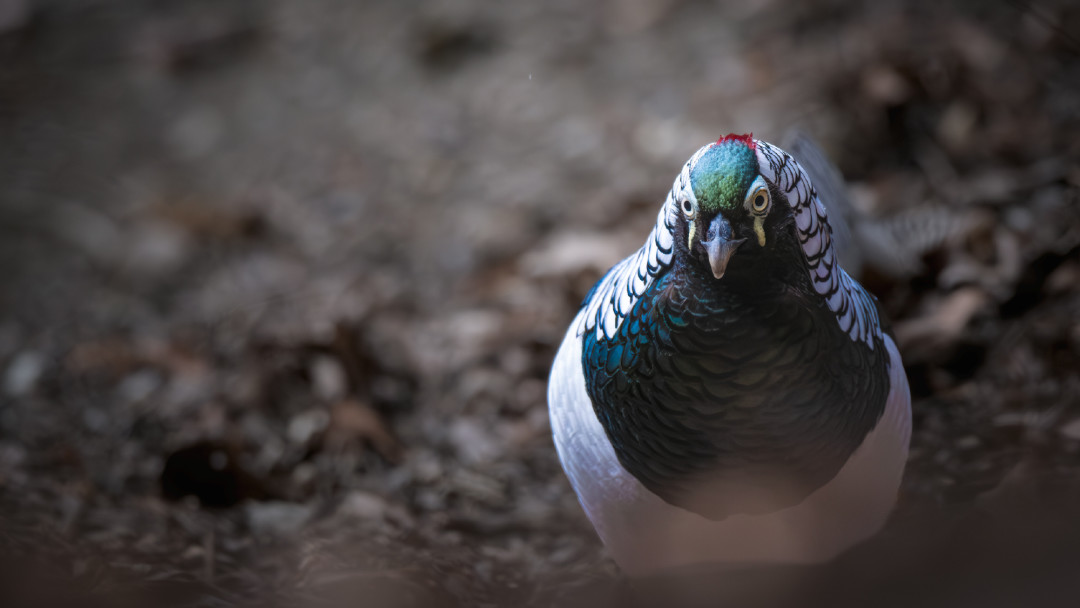 X-T6跳票，它却可能先发：XF400mm F4.5曝光，看懂富士5390到21400元的打鸟长焦梯队