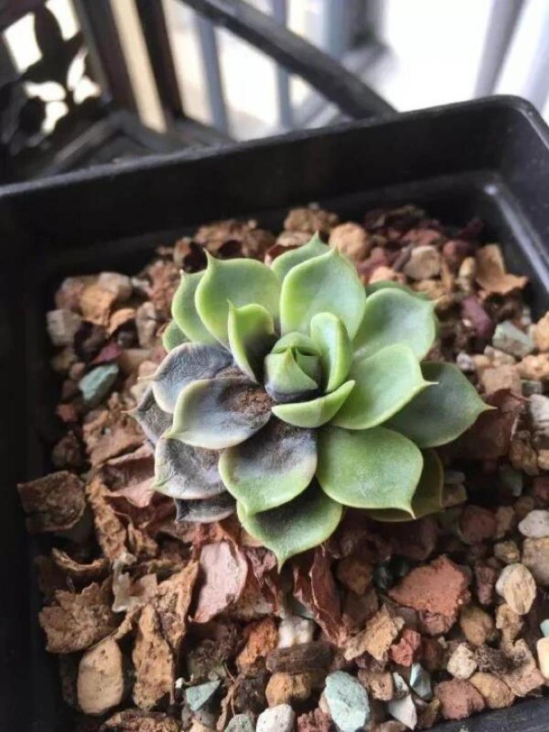 夏天还没过去,“收盆”已经开始了:多肉度夏年度盘点,和一个比盛夏更危险的高危期