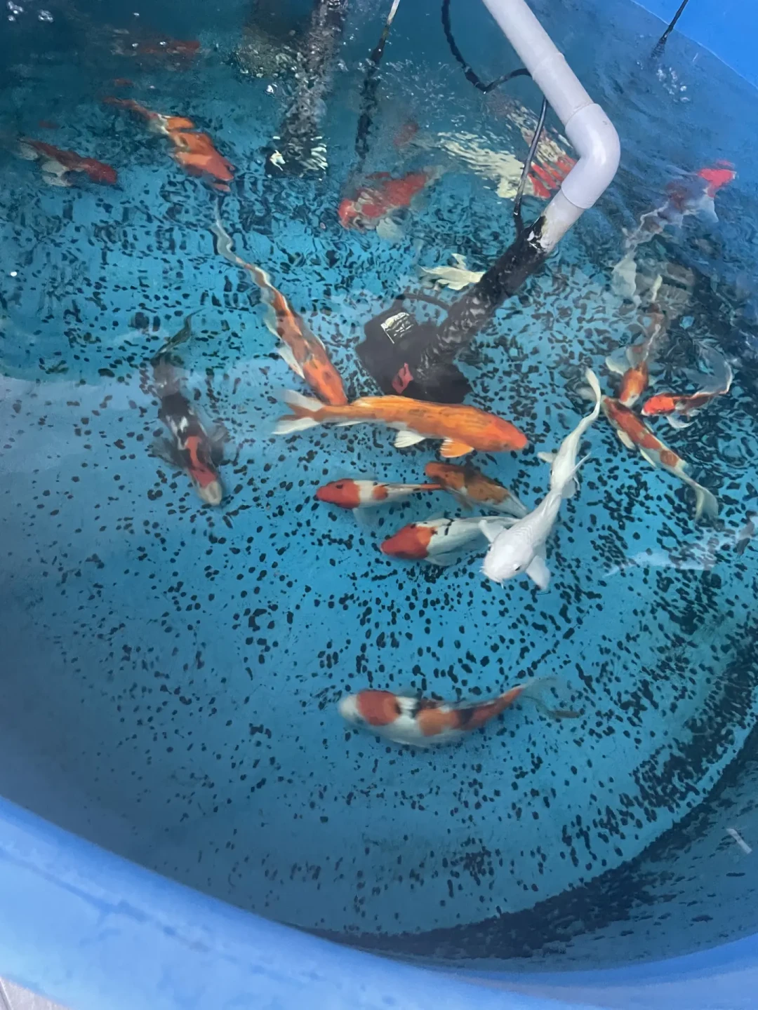鱼菜共生的危险月份不是冬天，是8月：复盘全网翻车现场，找到三条死因和五件自救小事