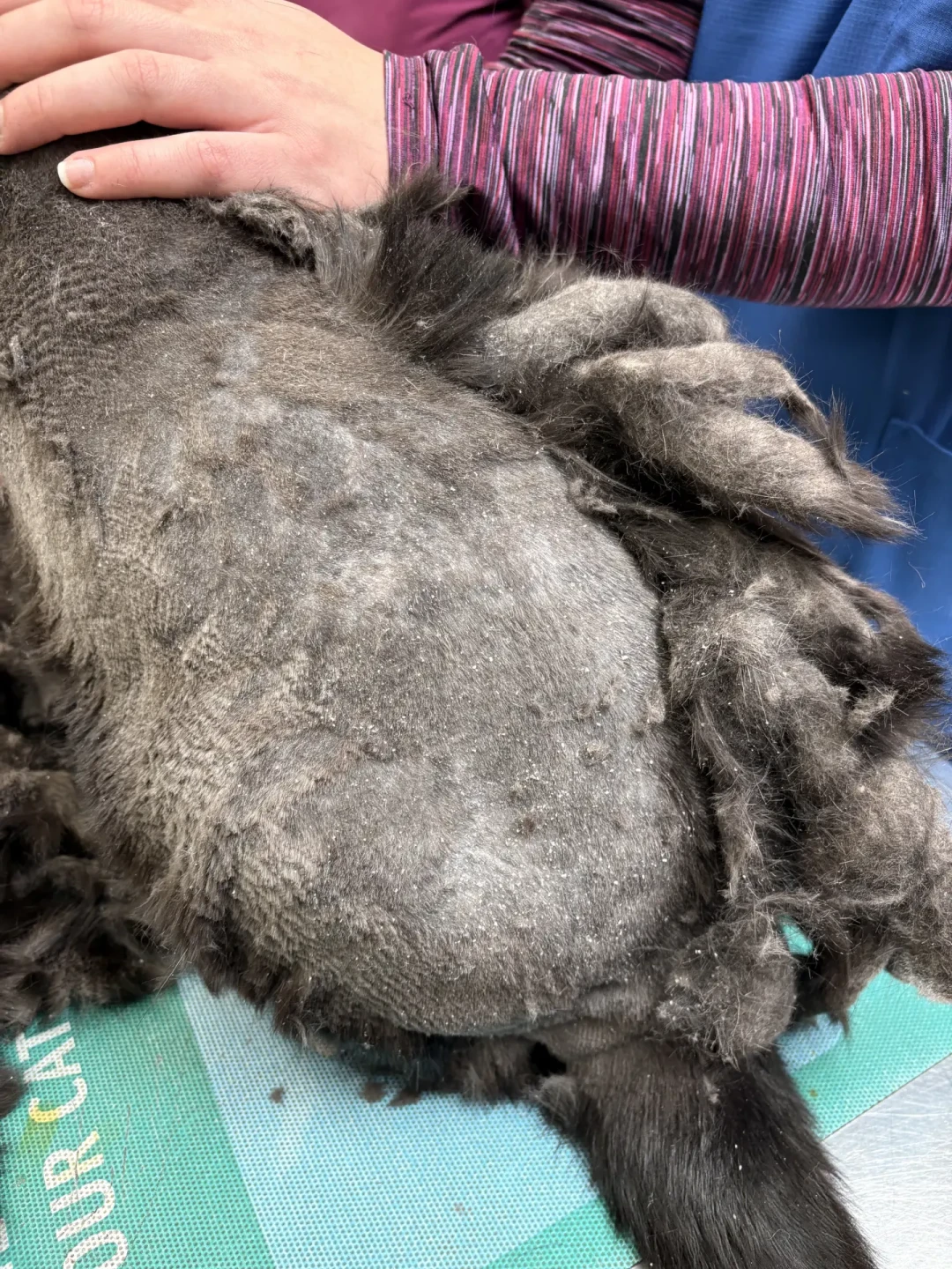 #长毛猫剪成短毛猫了#刷屏:笑完之后,长毛猫家长在为180-300元一小时的开结费肉疼