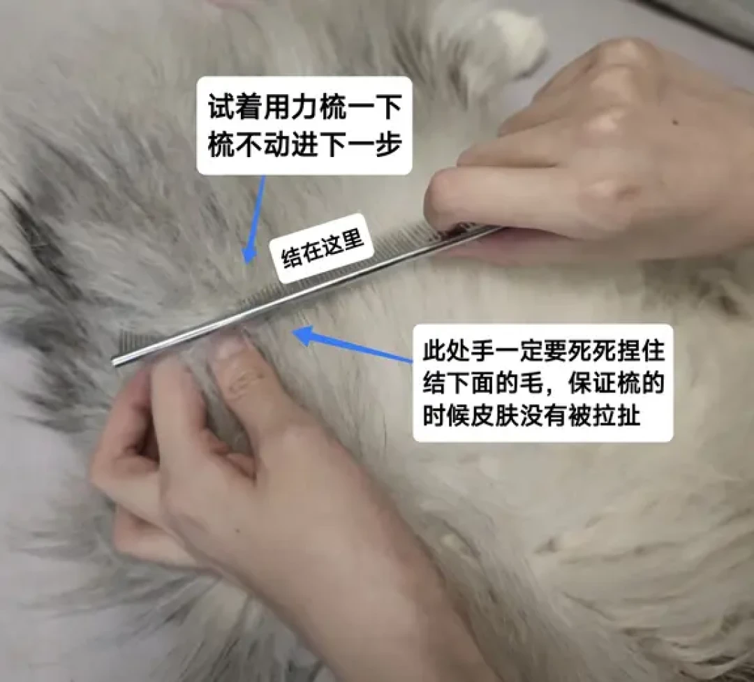 #长毛猫剪成短毛猫了#刷屏:笑完之后,长毛猫家长在为180-300元一小时的开结费肉疼