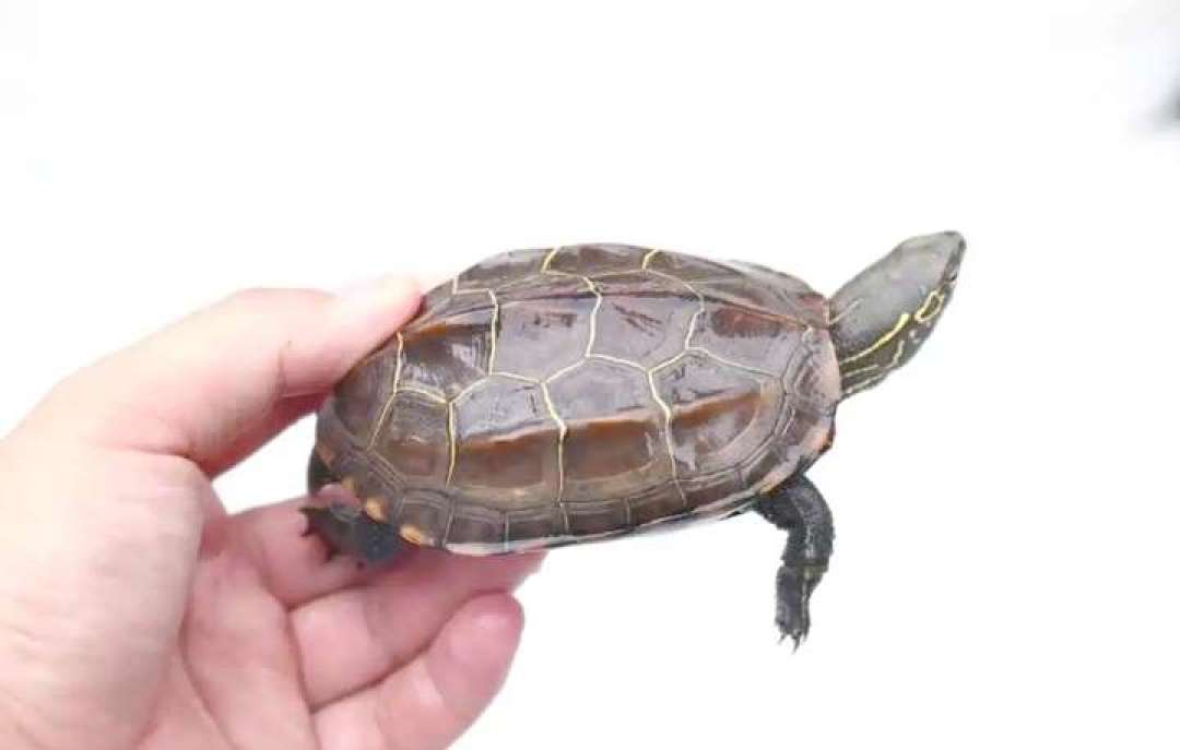 别让第一只龟苗死在头一个月:选品种、选渠道、到家第一周的要点都在这