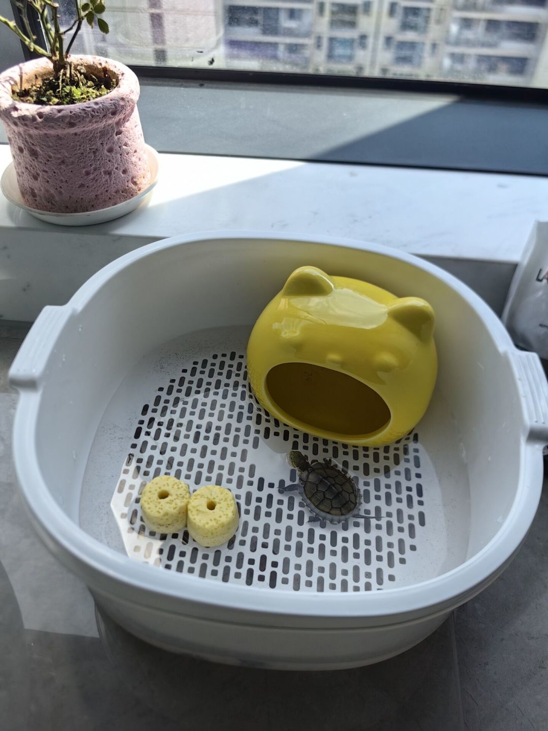 别让第一只龟苗死在头一个月:选品种、选渠道、到家第一周的要点都在这