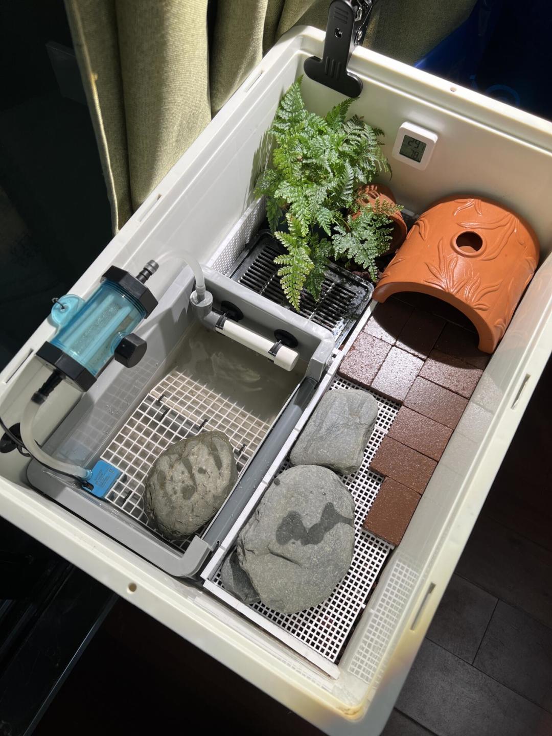 别让第一只龟苗死在头一个月:选品种、选渠道、到家第一周的要点都在这