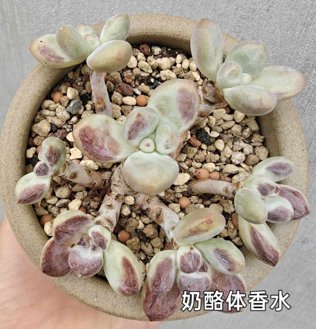 多肉的遮阳网，撤早了晒伤、撤晚了徒长：别看节气，看三个温度信号