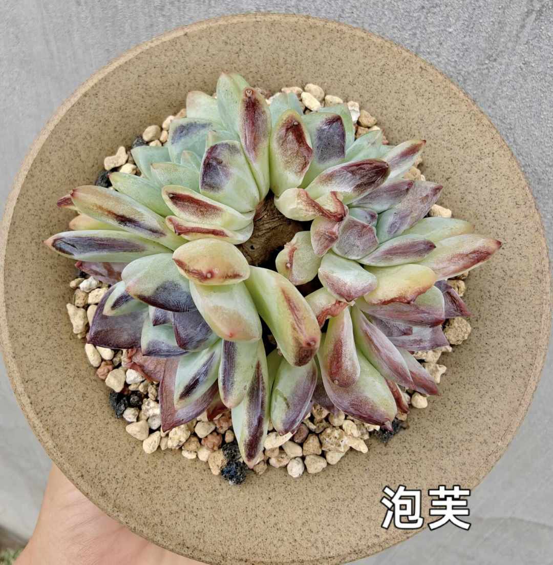 多肉的遮阳网，撤早了晒伤、撤晚了徒长：别看节气，看三个温度信号