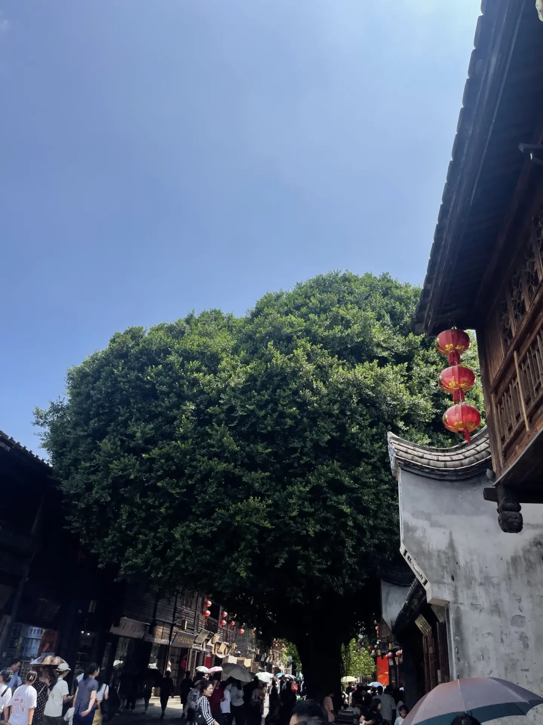28元买了张照片?福州爱心树冰淇淋,4家店从4元到38元怎么选