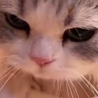 猫咪总爱钻狭小角落？原来是它在偷偷治愈坏情绪！