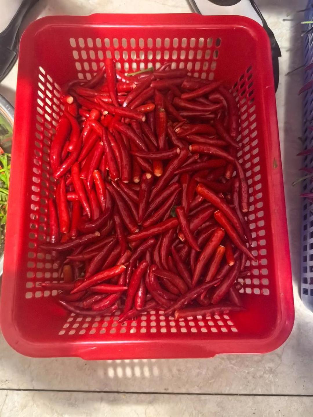 正是做剁辣椒的季节,表面长了白霉,撇掉还能吃吗?
