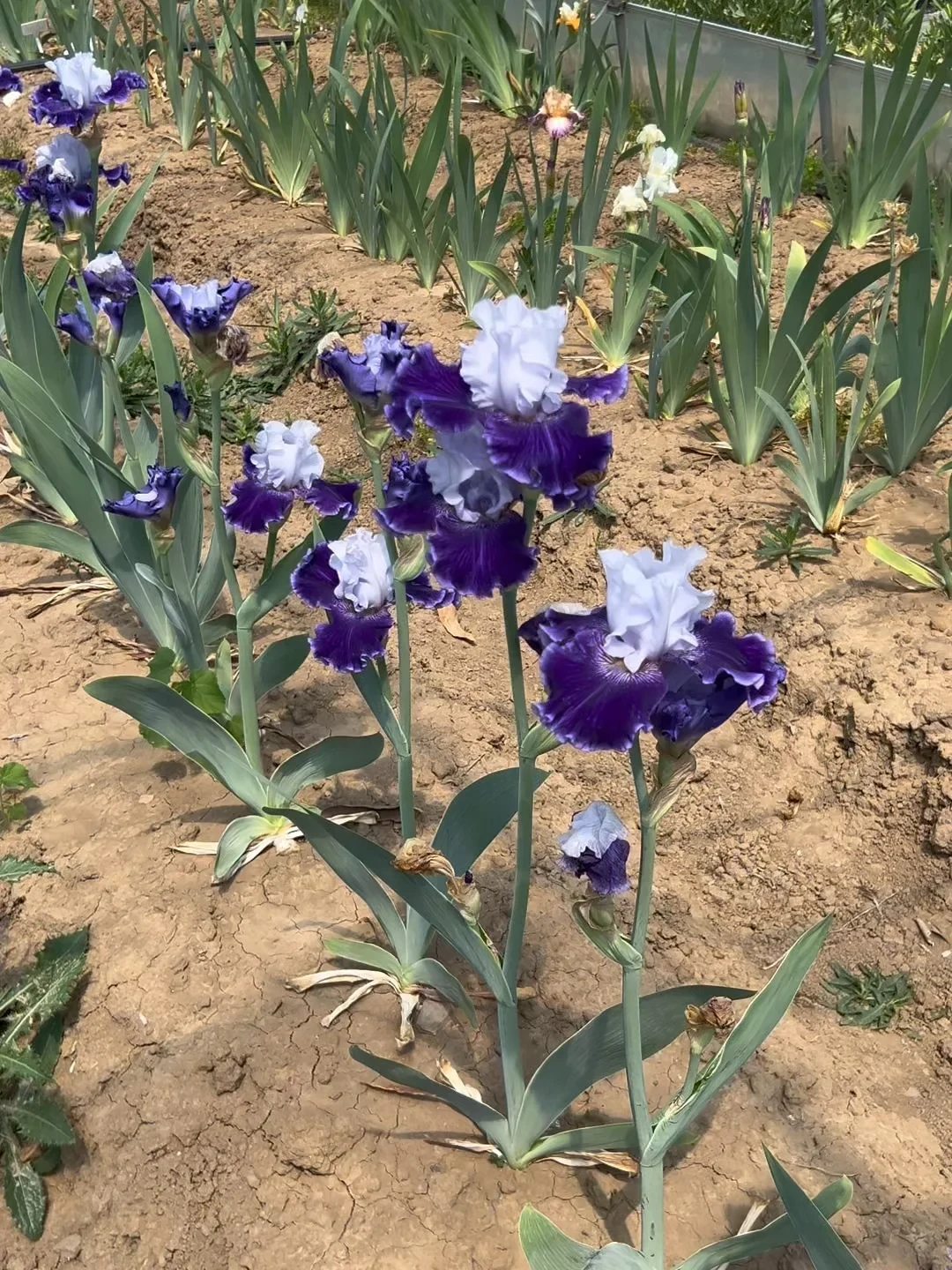 Iris 秋季入手窗口开了:德国鸢尾裸根从9.9包邮到上千元一球,下手前先核对这5个坑