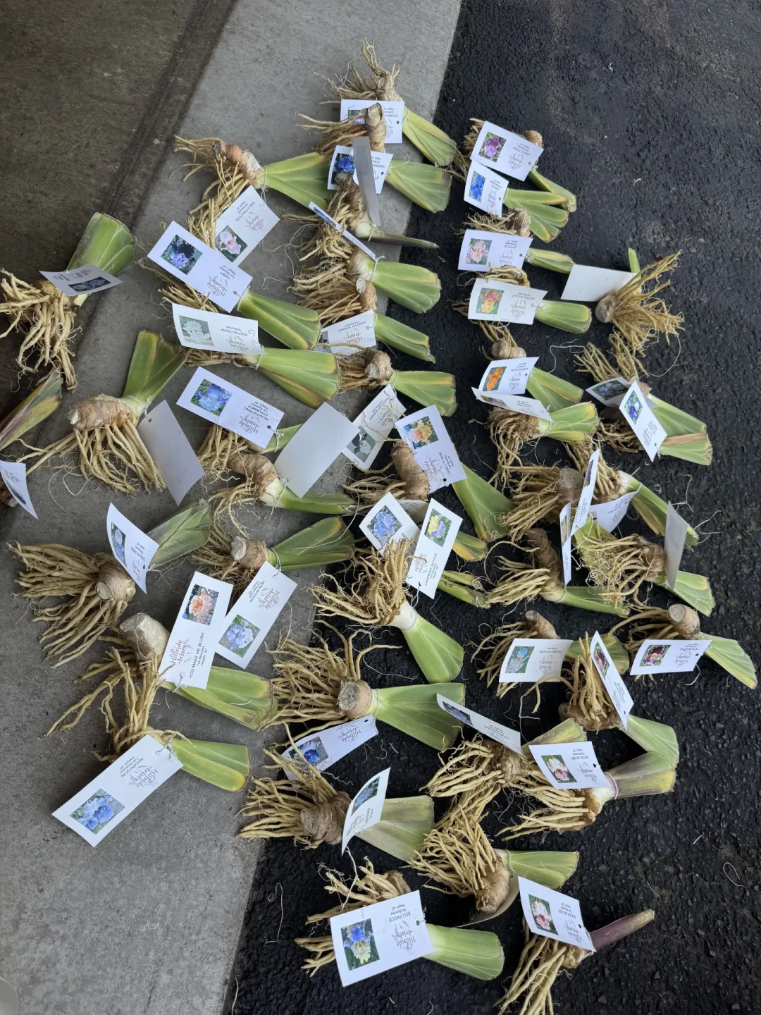Iris 秋季入手窗口开了:德国鸢尾裸根从9.9包邮到上千元一球,下手前先核对这5个坑