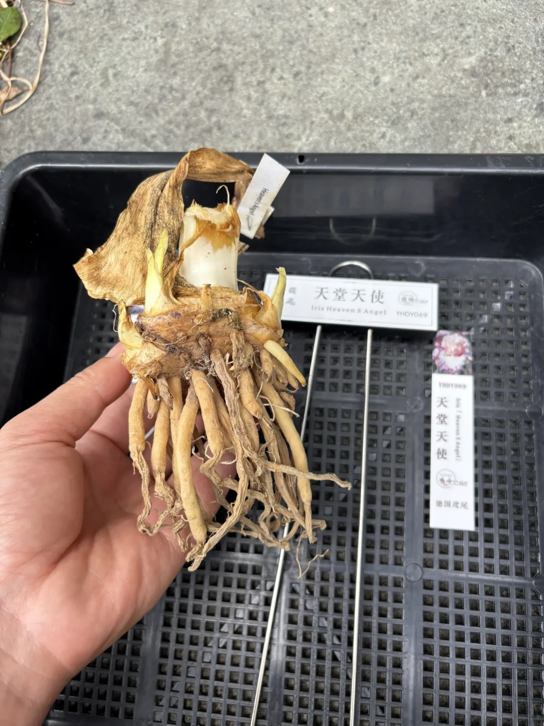 Iris 秋季入手窗口开了:德国鸢尾裸根从9.9包邮到上千元一球,下手前先核对这5个坑
