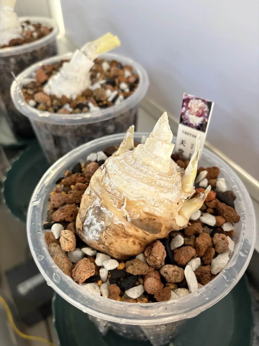 Iris 秋季入手窗口开了:德国鸢尾裸根从9.9包邮到上千元一球,下手前先核对这5个坑