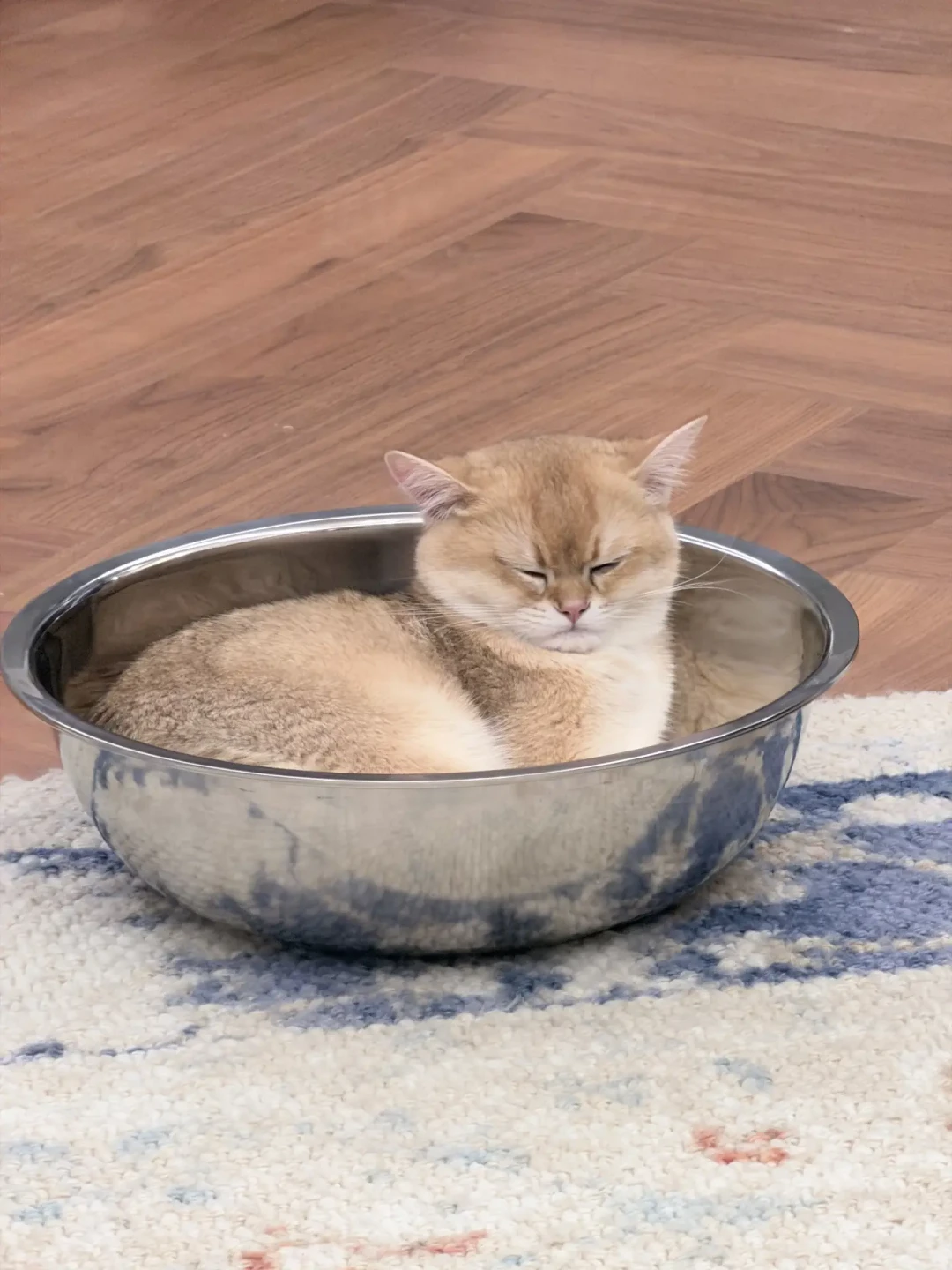 给猫买降温垫是不是智商税?对比了小红书、知乎、微博几百条真实反馈,我把账算清了