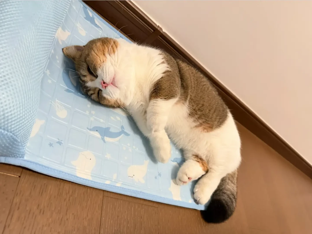 给猫买降温垫是不是智商税?对比了小红书、知乎、微博几百条真实反馈,我把账算清了