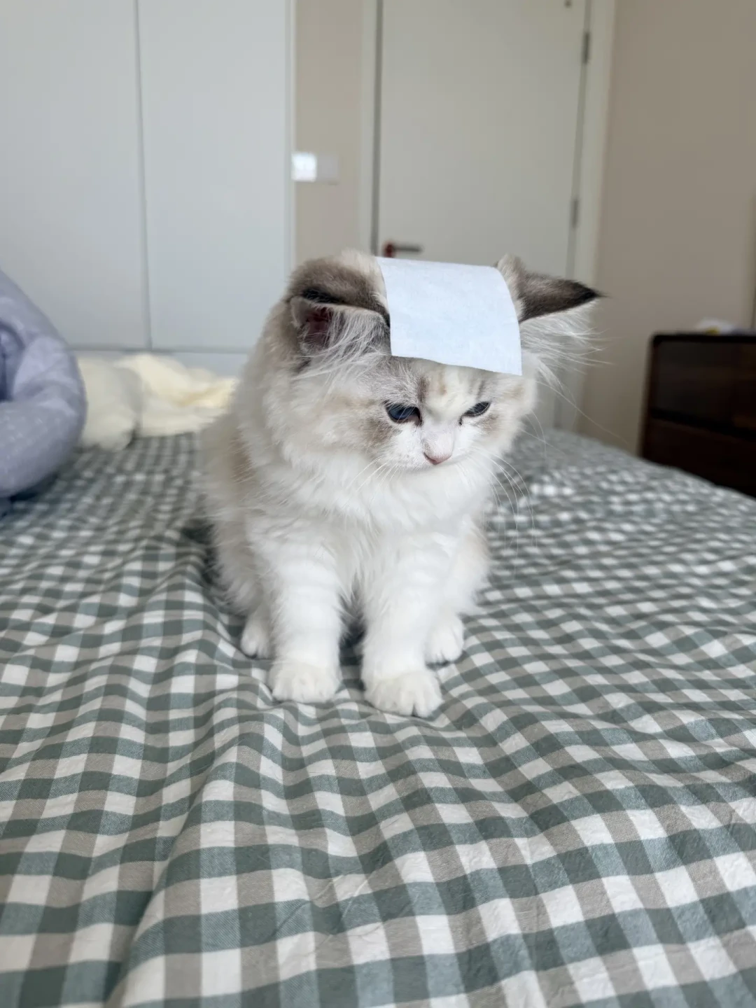 给猫买降温垫是不是智商税?对比了小红书、知乎、微博几百条真实反馈,我把账算清了