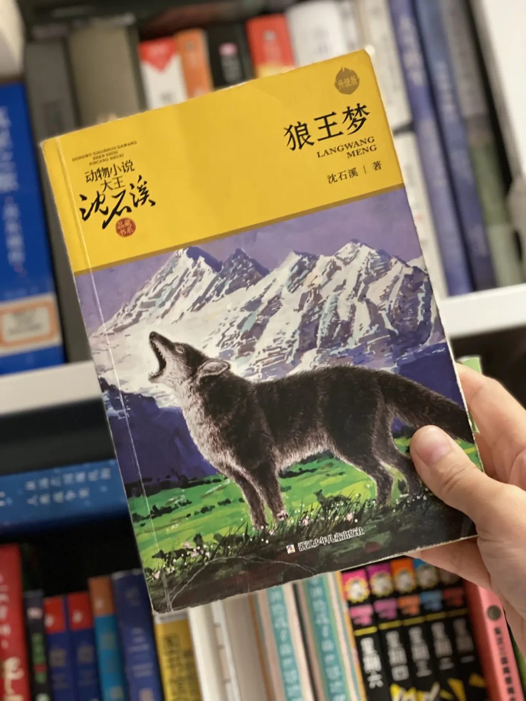 开学季给娃买沈石溪,别急着囤全集:入门顺序、适龄匹配和《狼王梦》版本差异,一文讲清