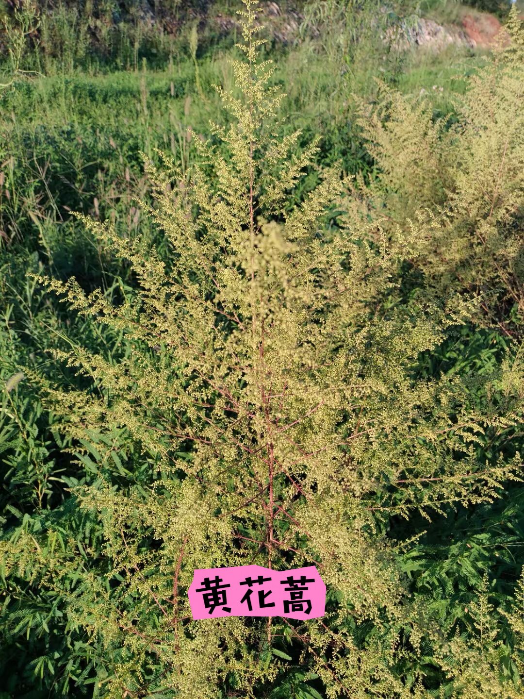 北方花粉季正式开局:抗过敏的药不贵,但坑不少——翻完疾控提示和协和的建议,该买啥、别买啥、哪些能救命,都给你理好了