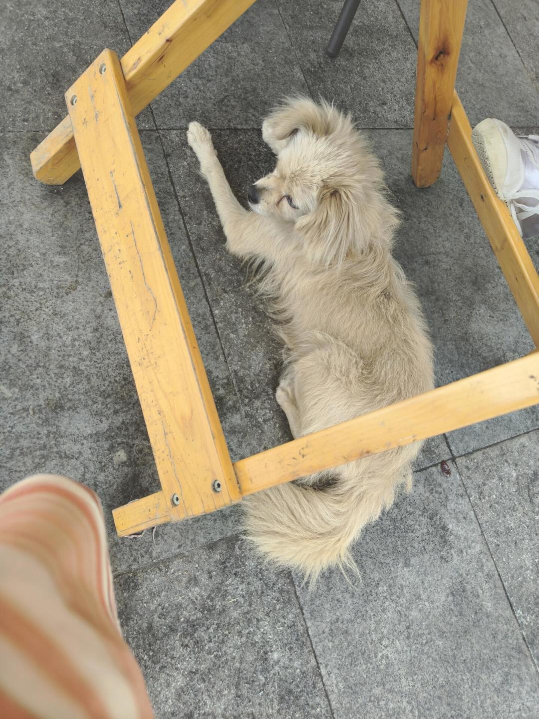一周七八条寻狗帖,全在高速服务区:带狗自驾,下车前记住这3条规矩