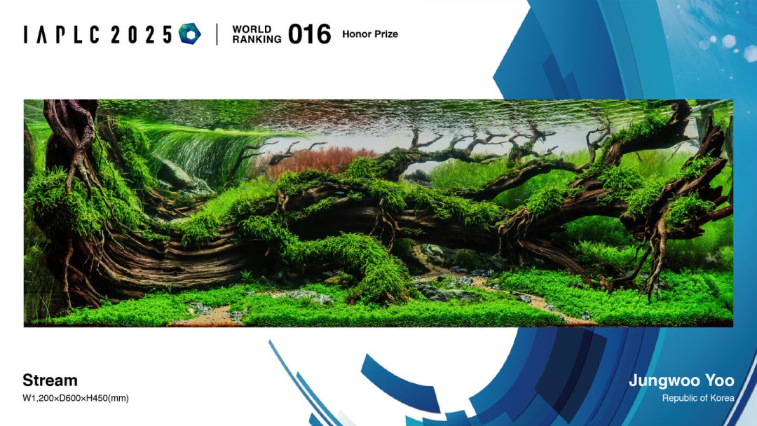 IAPLC 2026进入结果季：前300入围只是开场，完整排名10月10日揭晓