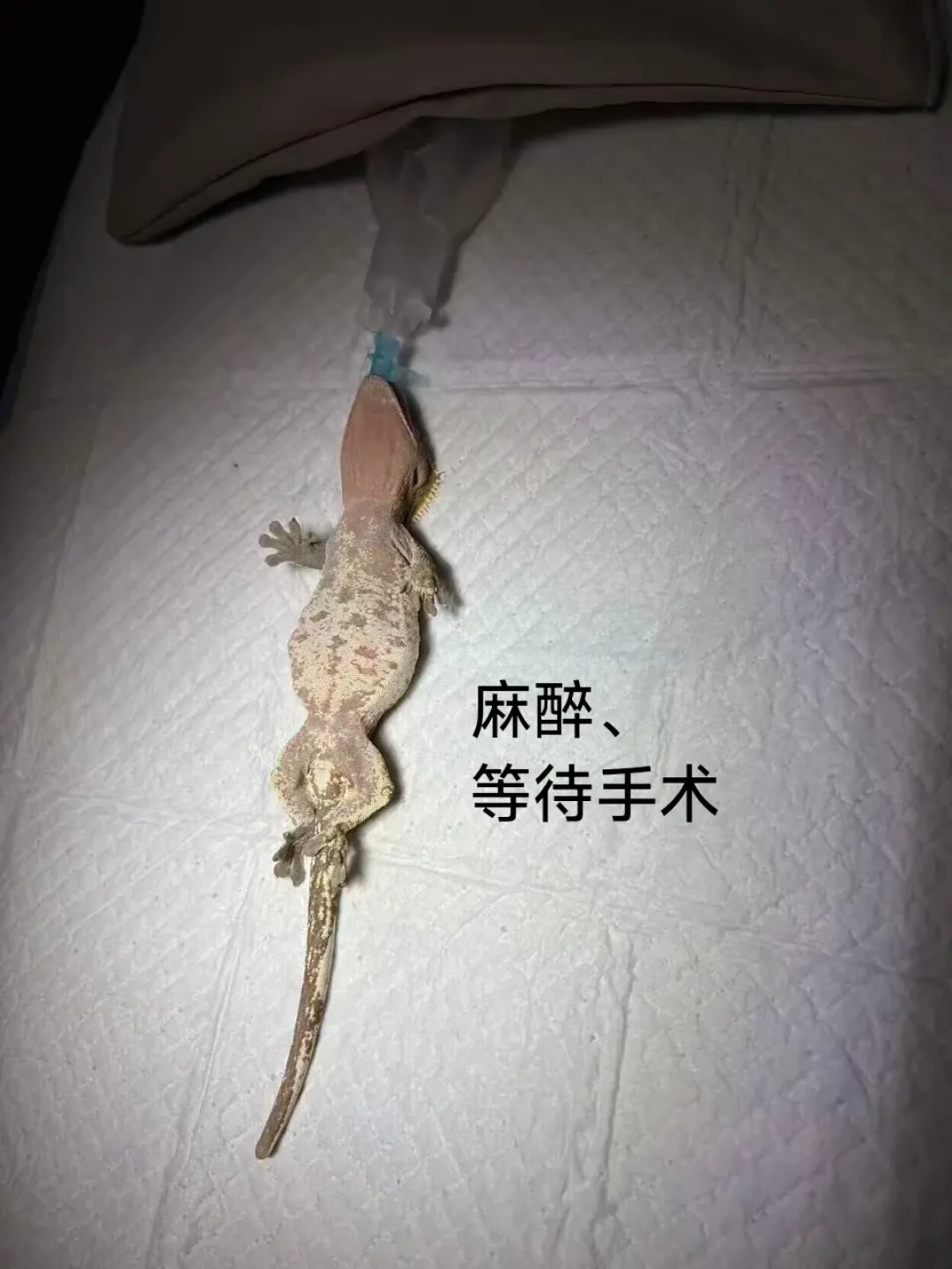 一箱32条豹纹守宫被丢在龟谷展门口:本体跌到98元,带回家后的代价从没降过