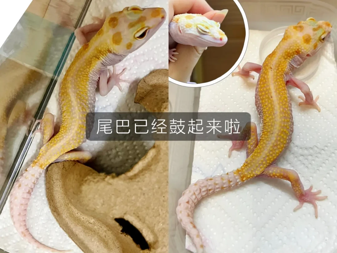一箱32条豹纹守宫被丢在龟谷展门口:本体跌到98元,带回家后的代价从没降过