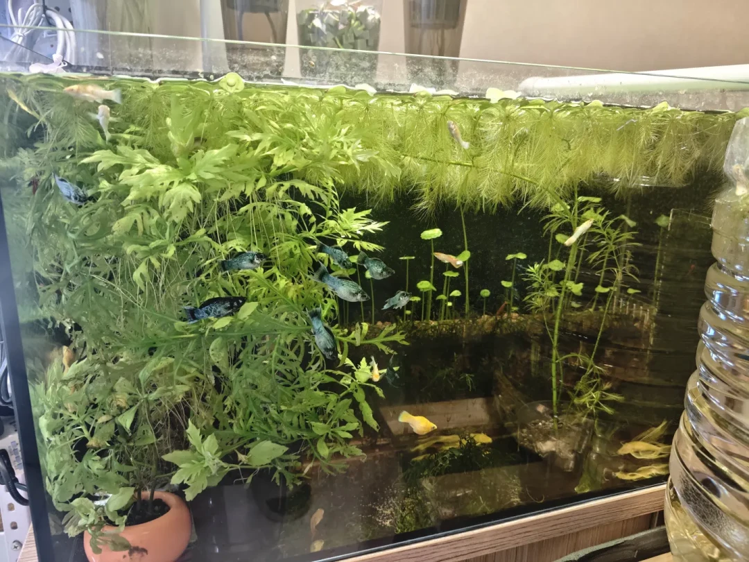 出差5天死6条鱼、缸水一天蒸发3升:高温出行季,缺的可能不是冷水机,而是补水器
