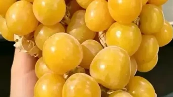9月的水果很懂事，唯一的缺点：季节限定