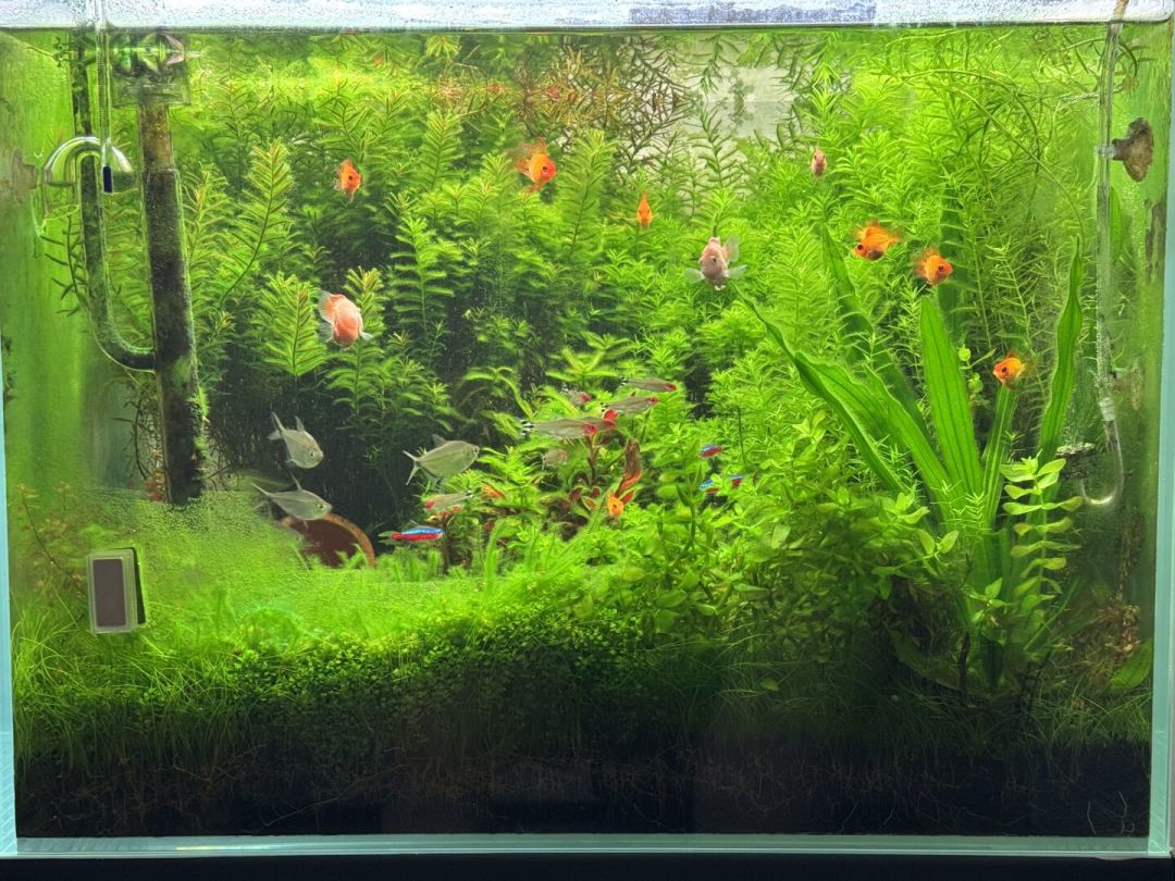 草缸长藻了先别急着下单黑壳虾,高温天虾死得比藻快:六种藻对症表收好
