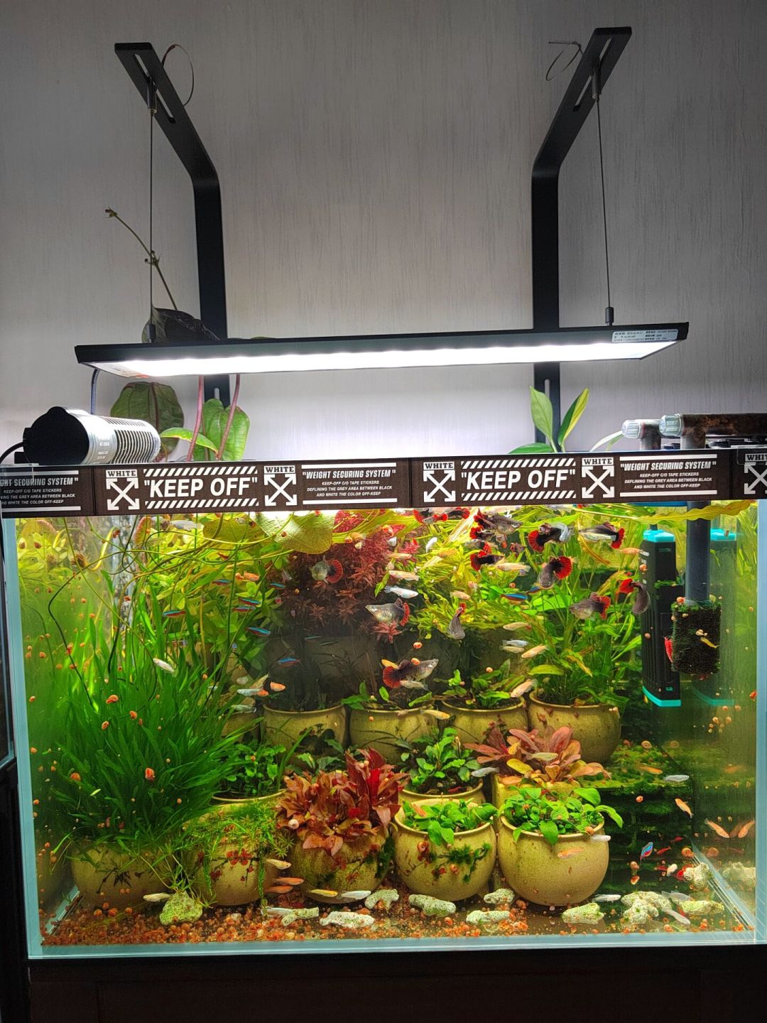 草缸长藻了先别急着下单黑壳虾,高温天虾死得比藻快:六种藻对症表收好
