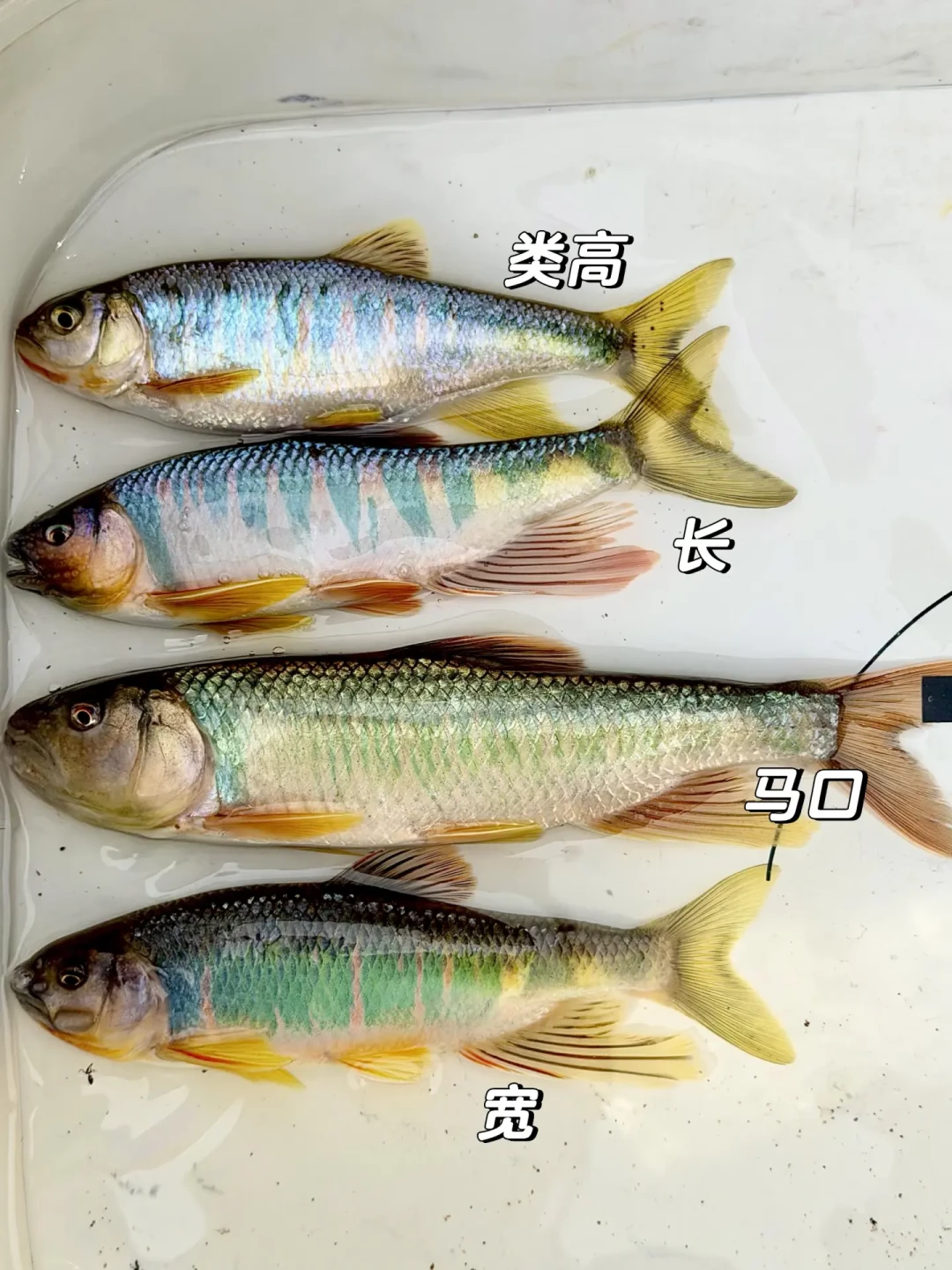 钓了20年鱼也未必分得清：叫“马口”的鱼有三种，辨识窗口只剩发色这一阵