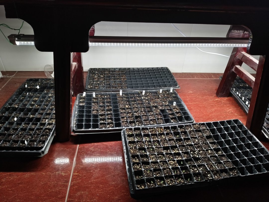 这周日处暑,秋播窗口真的开了:12种常见草花哪些这周能下种,先看完这张表