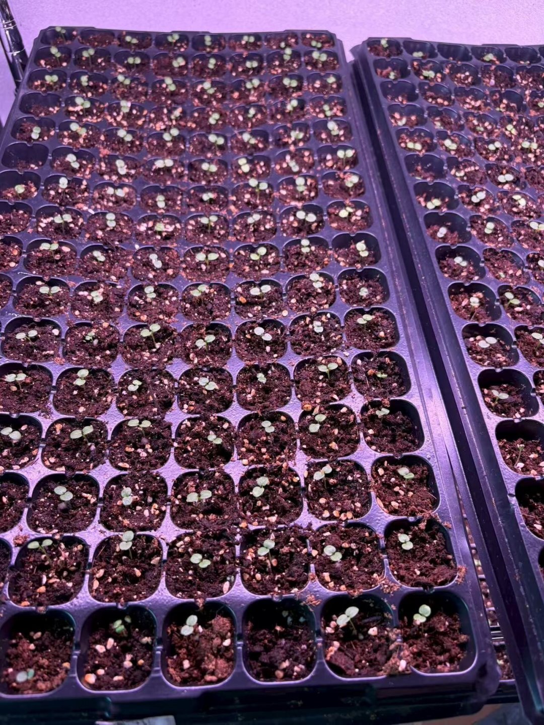 这周日处暑,秋播窗口真的开了:12种常见草花哪些这周能下种,先看完这张表