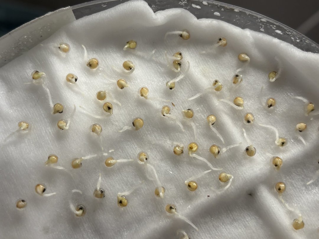 这周日处暑,秋播窗口真的开了:12种常见草花哪些这周能下种,先看完这张表