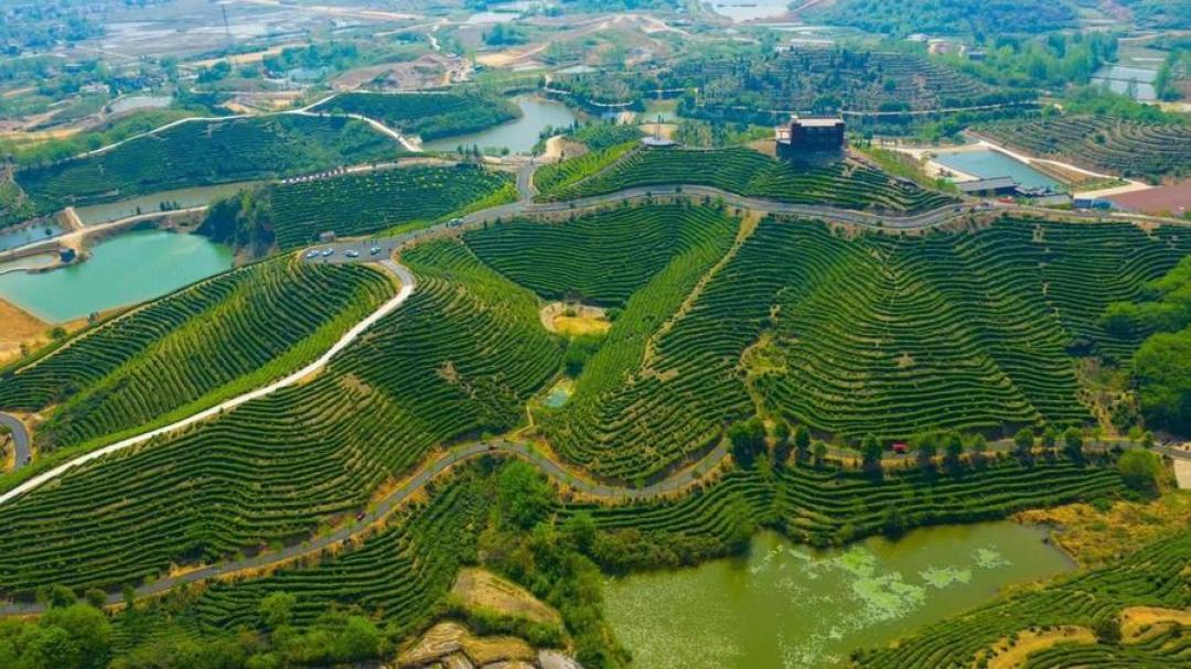 茶价是真“崩”了,但只崩对了一半:我把2026年春茶价目表、央视曝光和保质期新规翻了一遍,整理出今年秋冬值得买茶的3个价位和4个别碰的地方
