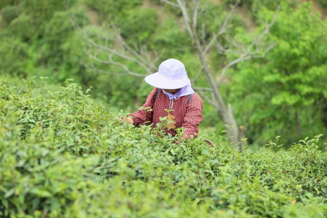 茶价是真“崩”了,但只崩对了一半:我把2026年春茶价目表、央视曝光和保质期新规翻了一遍,整理出今年秋冬值得买茶的3个价位和4个别碰的地方