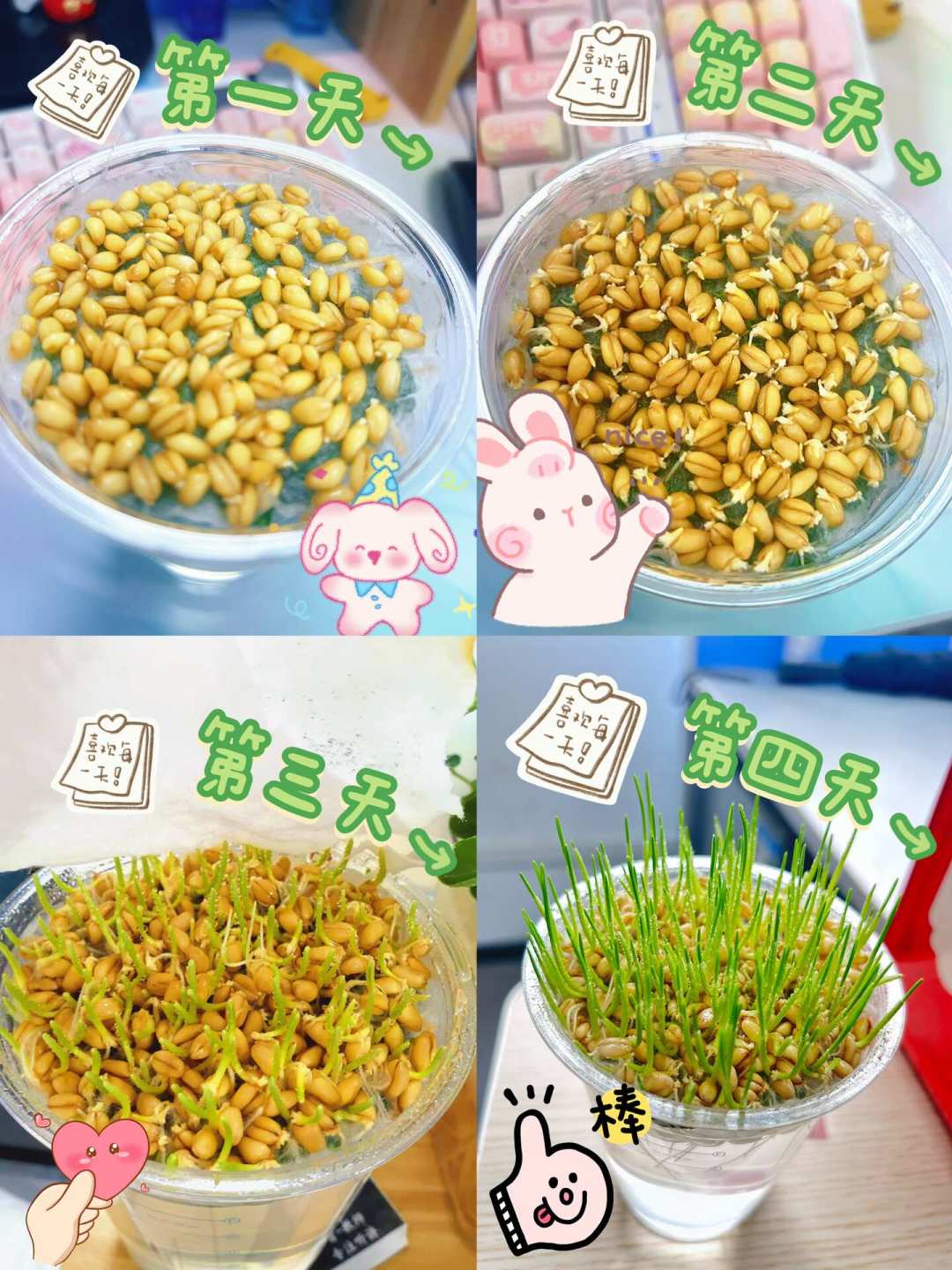 秋播8月下旬开跑：种子不出芽别慌，浸种时间表、过期判断、避坑渠道都给你理好了