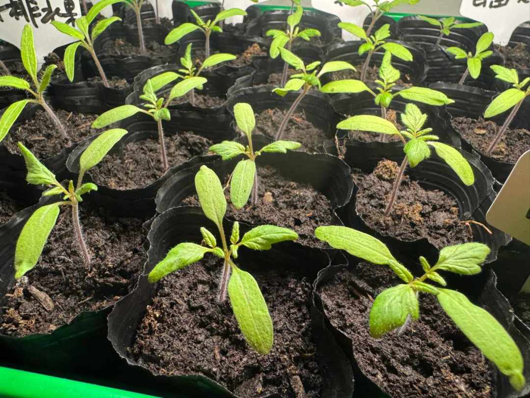 秋播8月下旬开跑：种子不出芽别慌，浸种时间表、过期判断、避坑渠道都给你理好了