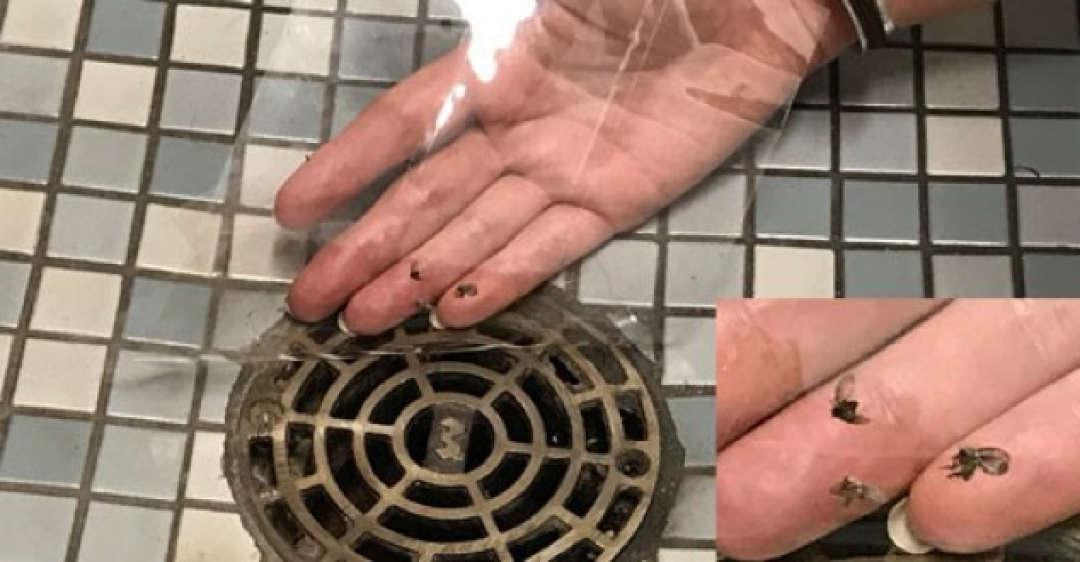 杀虫剂越喷,虫越多?你打的不是虫,是下水道里的垢:三步根治,0元起