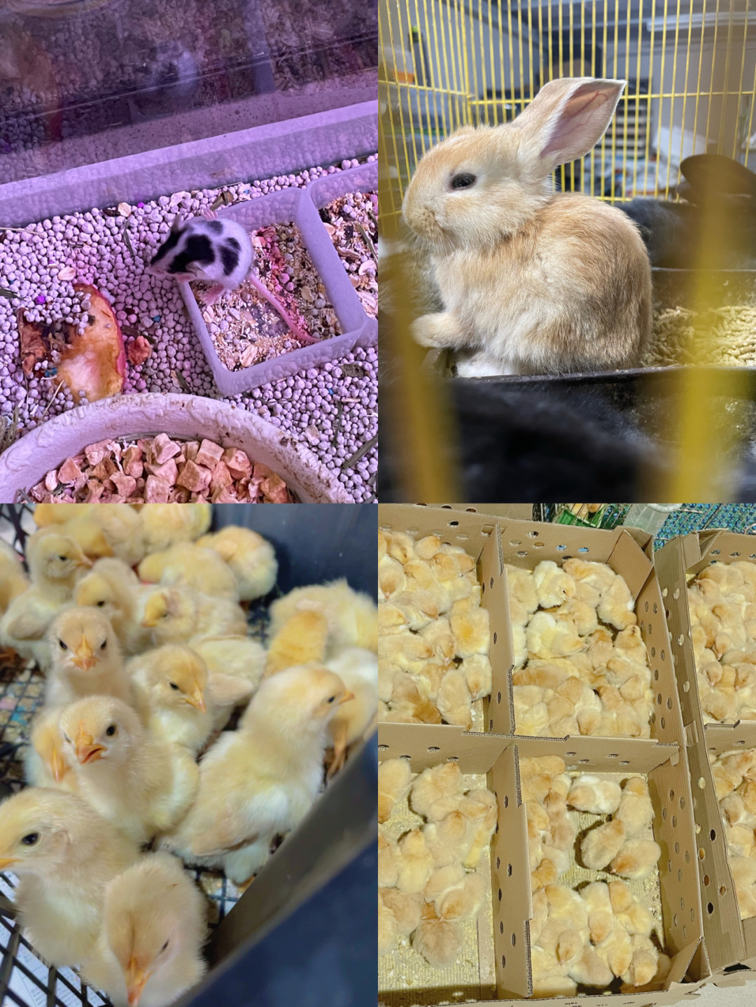 花260块买的狗，病了只退100：狗市那句