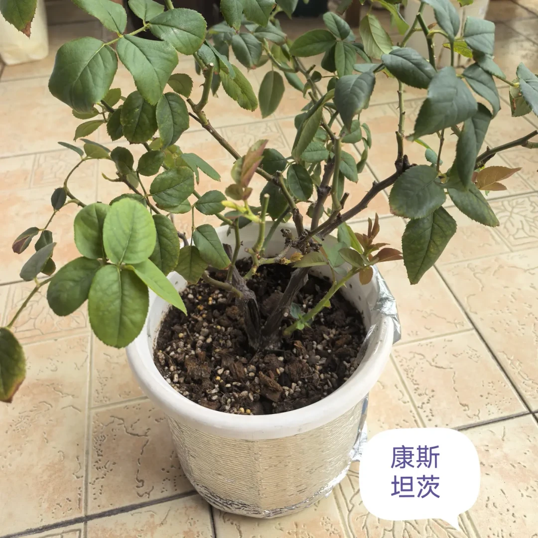 熬过整个夏天的盆栽,很多死在8月最后一周:秋老虎里别急着换盆施肥,看温度计,别翻日历