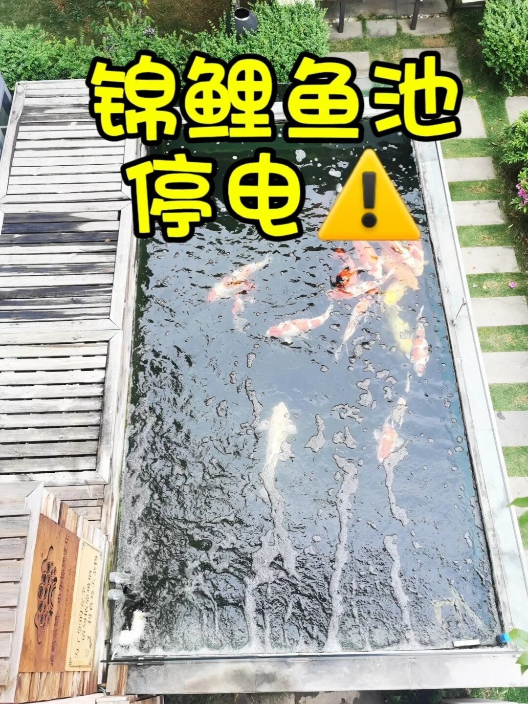 停电6天,两缸鱼全死光:鱼缸夏季缺氧自救,0元到百元4档方案提前备好
