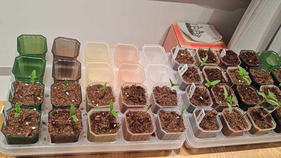 秋播的苗长成“长脖豆芽”先别拔:苗盘三种状态,救法重播各不同