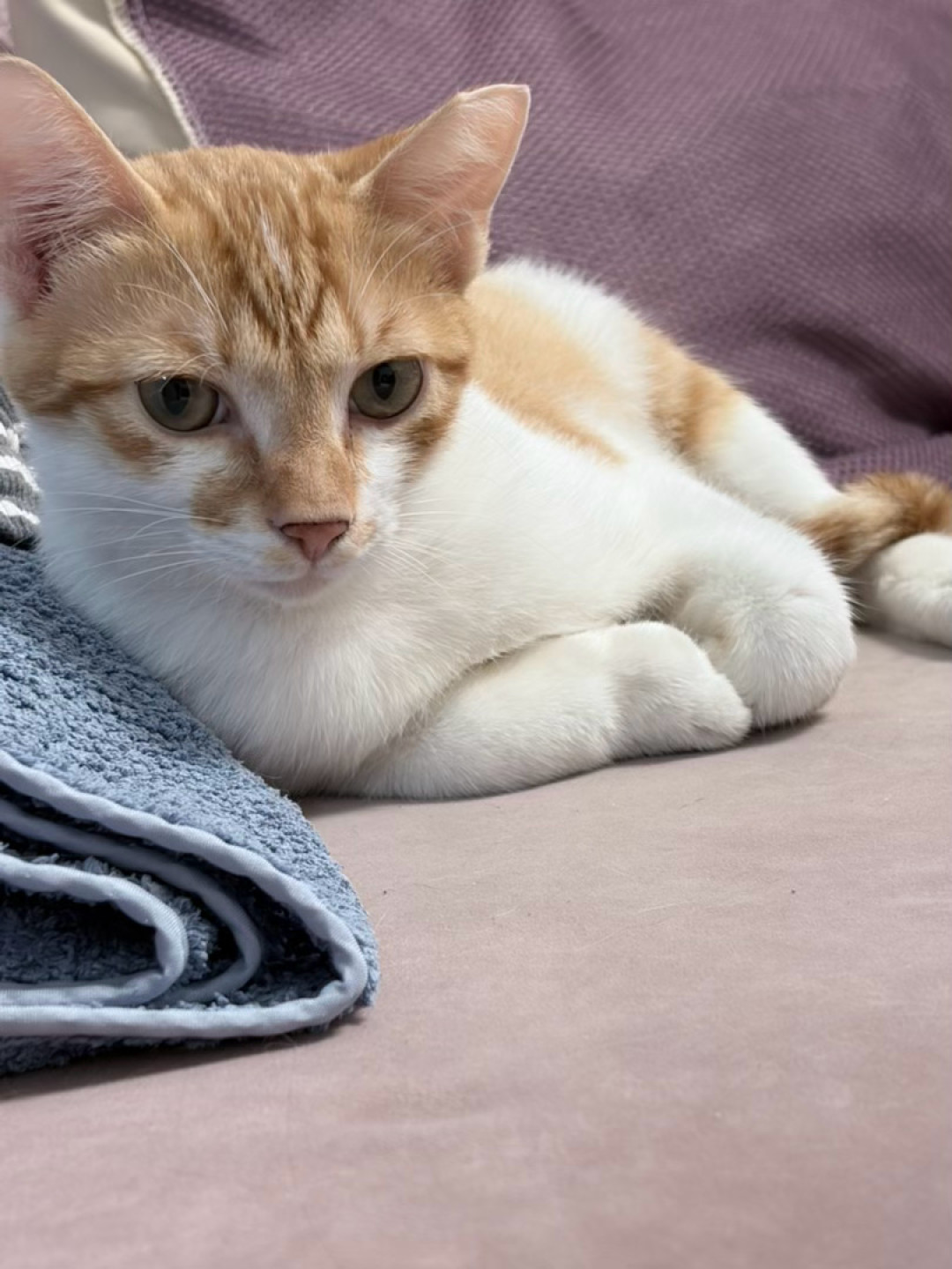喂流浪猫被判赔24万,上海投喂人却让绝育“公费”了:我翻完3年社区TNR记录和本月免费绝育指标申请帖,整理出投喂人群的升级路线