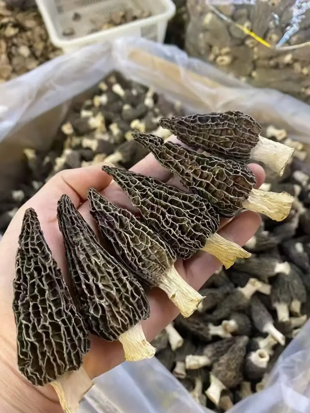 隔夜见手青吃进医院,邮寄的菌子烂在半路:把云南菌子带回家之前,把这3关搞明白