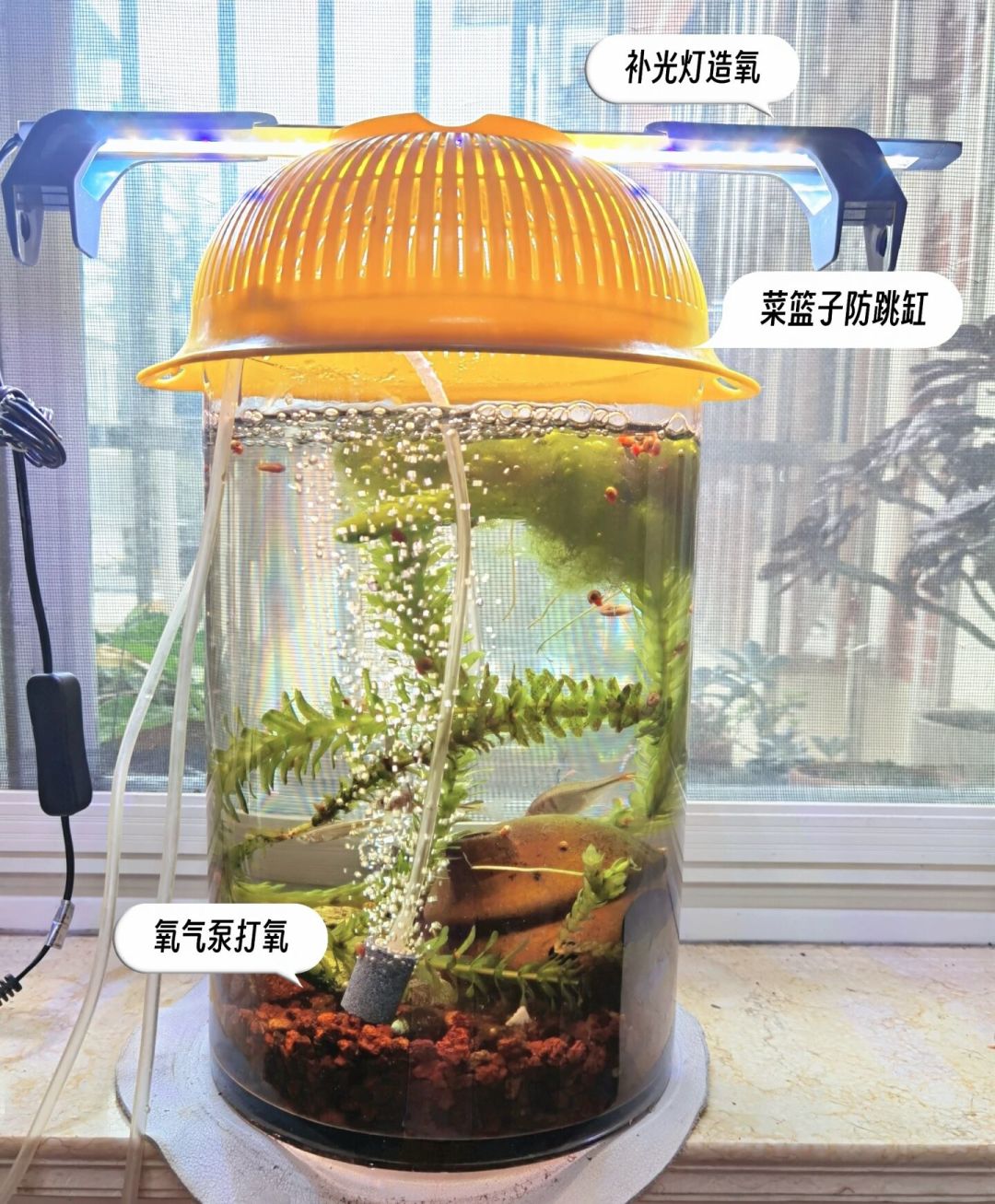 26度团灭,30度却没事:草缸高温死虾的三个真凶,前两个几乎不花钱